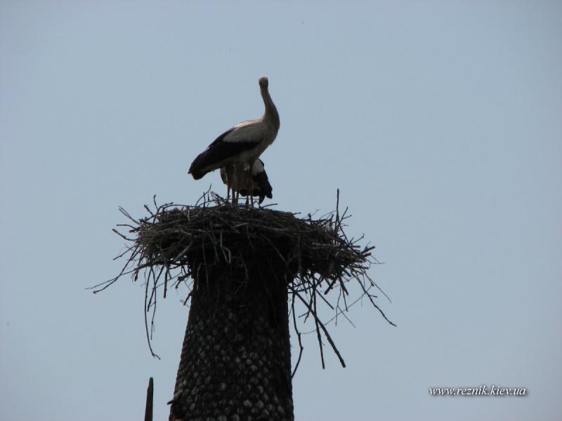 30 апреля. Замок сахорозаводчика Терещенко